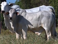 Lote 48