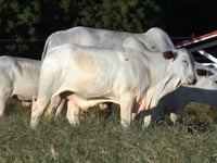 Lote 49