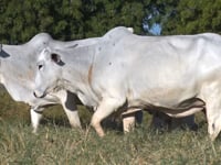 Lote 52