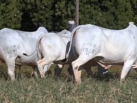 Lote 54
