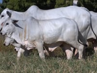 Lote 55