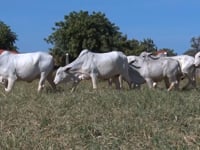 Lote 56