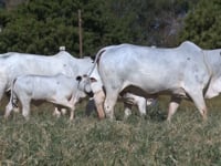 Lote 60