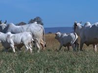 Lote 61