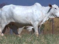 Lote 64