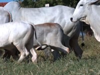 Lote 67