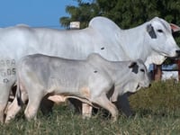 Lote 69