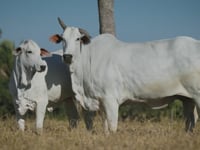 Lote 74