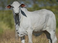 Lote 75