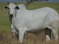 Lote 76
