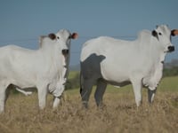 Lote 77