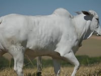 Lote 79