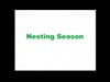 Nesting Season