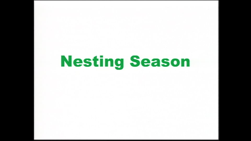 Nesting Season