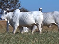 Lote 05