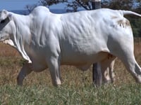 Lote 19