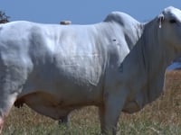 Lote 37