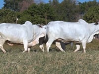 Lote 2000