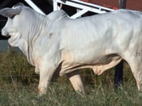 Lote 2024