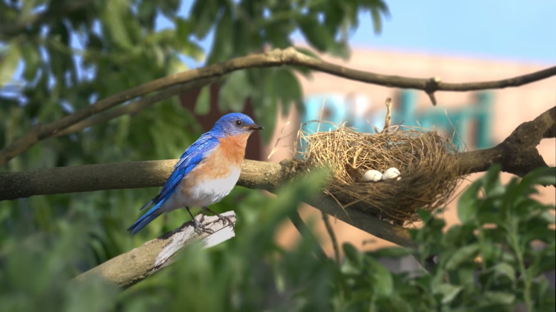 Bisleri_greener_promise