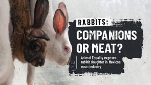 Rabbits: Companions or Meat?