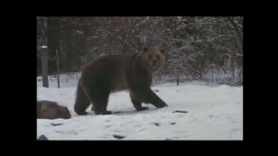 Man Who Loved the Bears, The