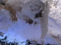 A close up of a rock in a pest-free garden in Aurora