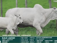 Lote 300A