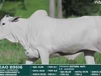 Lote 308