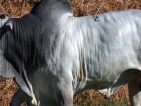 Lote 02