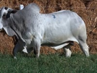 Lote 03
