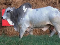 Lote 04