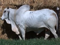Lote 69