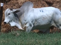 Lote 12