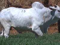 Lote 15