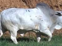 Lote 16