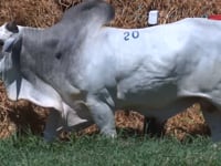 Lote 20