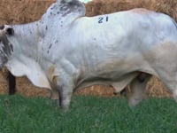 Lote 21
