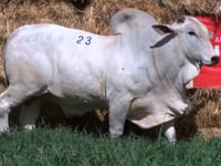 Lote 23