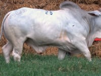 Lote 25