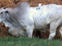 Lote 26