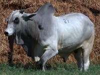 Lote 27