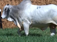 Lote 29