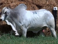 Lote 30