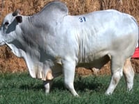Lote 31