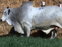 Lote 32