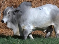 Lote 33