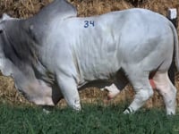 Lote 34