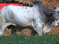 Lote 36