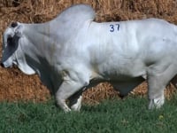 Lote 37